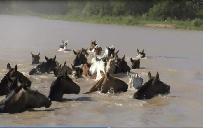 caballos en el rio